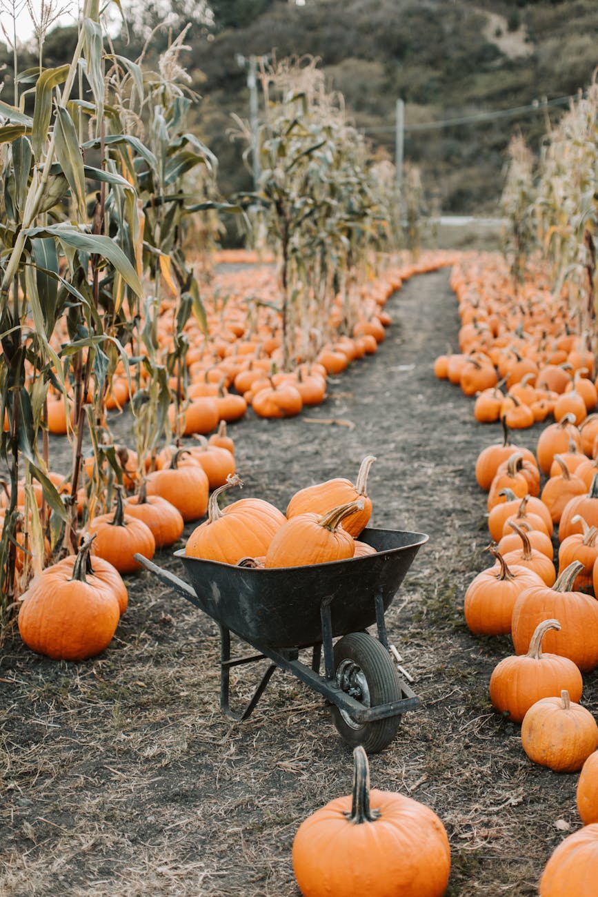 Happy Halloween!!